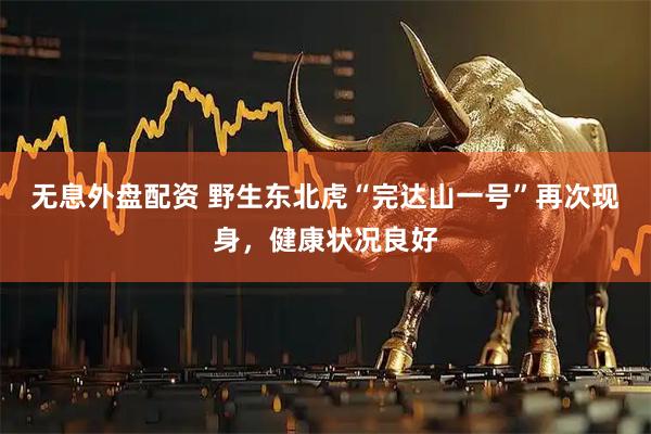 無(wú)息外盤配資 野生東北虎“完達(dá)山一號(hào)”再次現(xiàn)身，健康狀況良好
